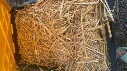 Free hay and dried green grass for pets