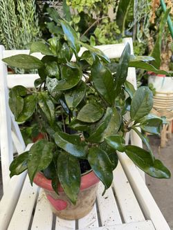 Hoya Carnosa Plant 