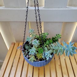 Succulent Plant,  In Hanging Pot.