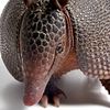 Armadillo Outfitters