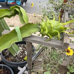 Dragon Fruit Plant With Dragon Fruit 