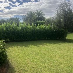 Clusias perfect for privacy