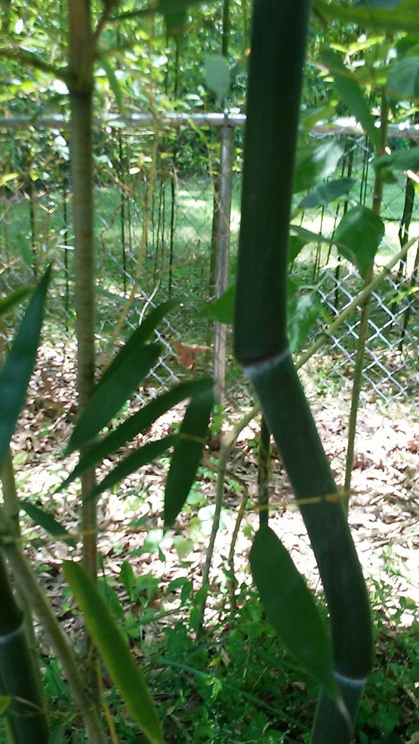 LIVE TRANSPORTED JAPAN BAMBOO PLANTS ! NOT NATIVE TO Kentucky BUT GROW
