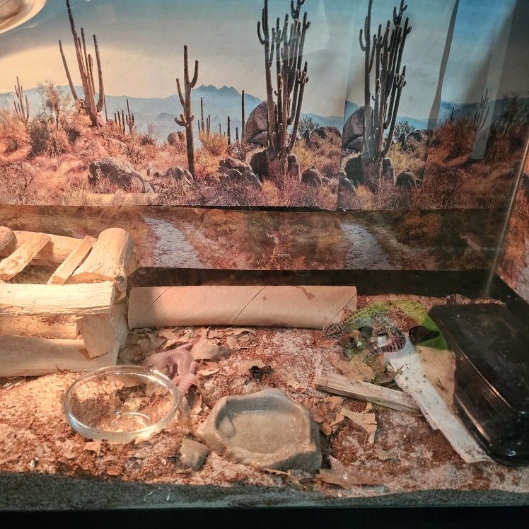Leopard Gecko Tank Setup