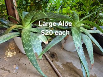 Large Aloe $20 each