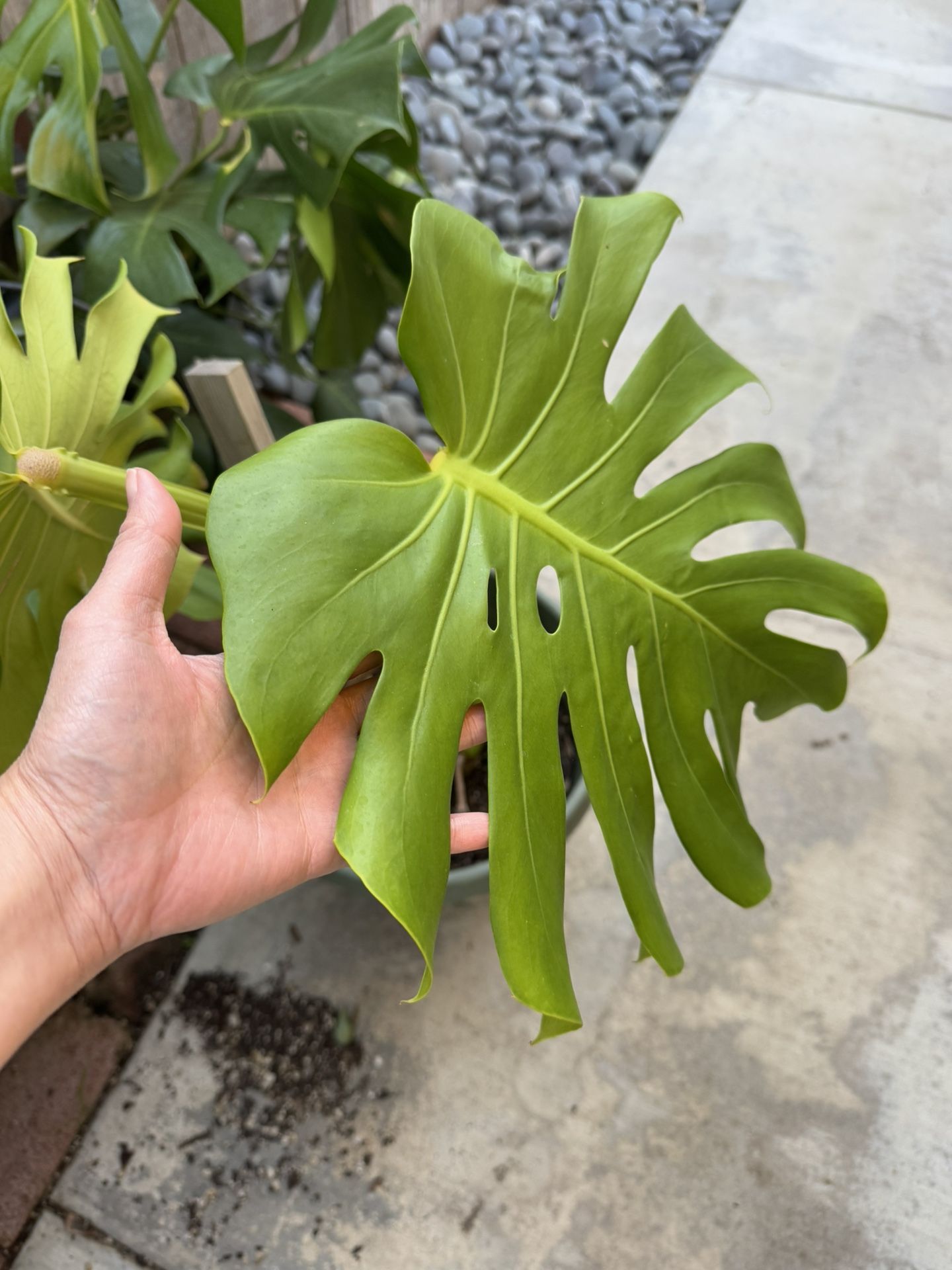 Monstera plants