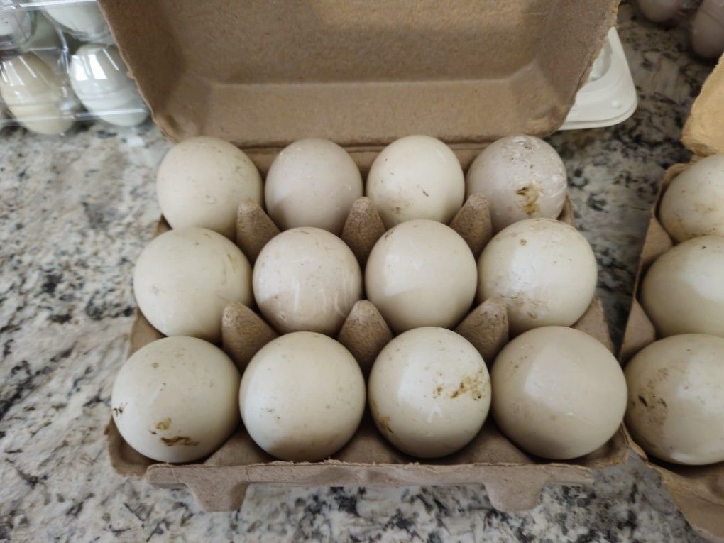 Duck Eggs