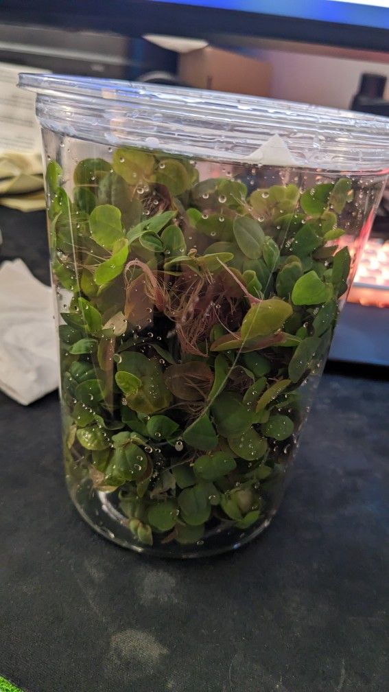 Aquarium Red Root Floaters