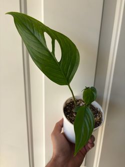 Epipremnum pinnatum