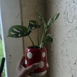 * REAL* MONSTERA ADANSONII PLANT IN MUSHROOM POT