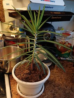 Madagascar Palm