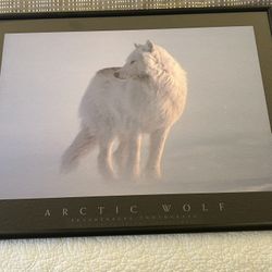 Arctic Wolf Framed Poster
