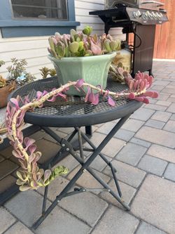 Outdoor plants