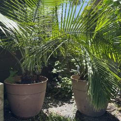 Palm Trees 