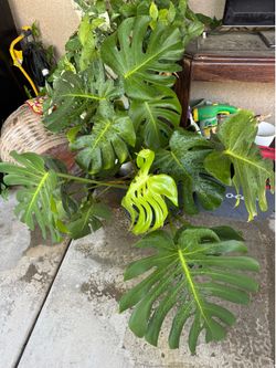 Monstera