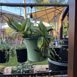 Hoya Carnosa 9” Pot, Fully Rooted & Established!