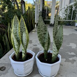 Snake Plant In Ceramic Pot 10$ Each