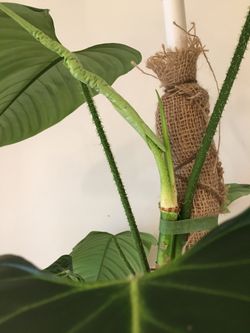 Live Rare Plant] Philodendron genevievianum (genevieveanum) for Sale in  Vienna, VA - OfferUp