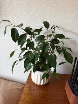 House Plant