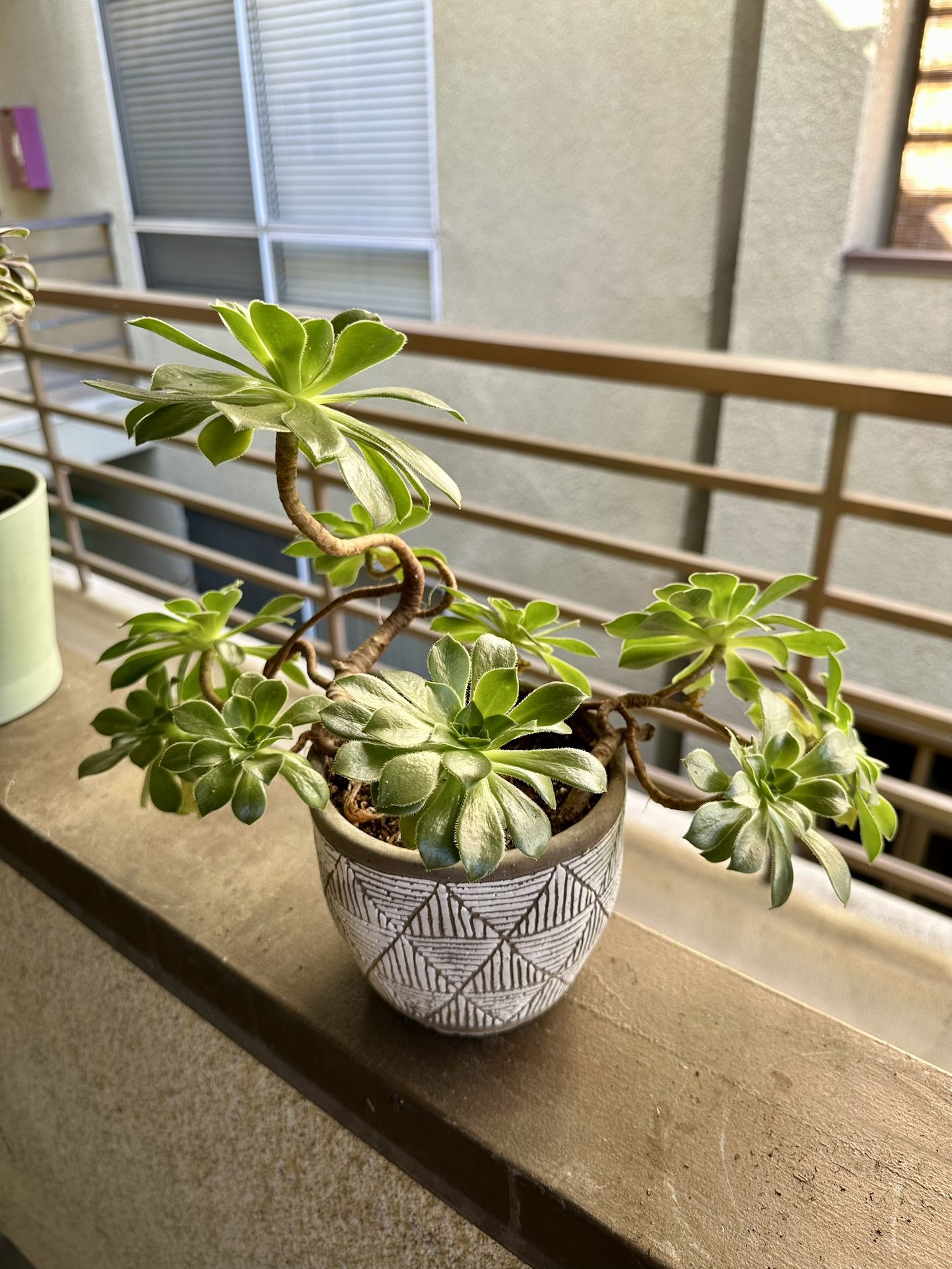 Plant With Pot