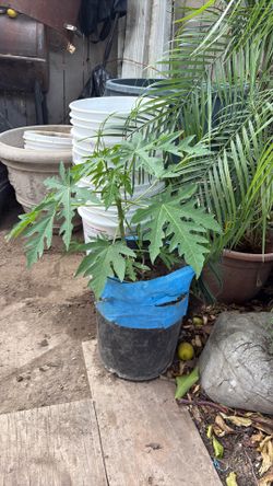 Planta de papaya