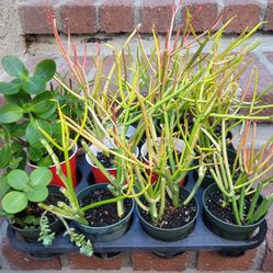 Small Succulent Plants 