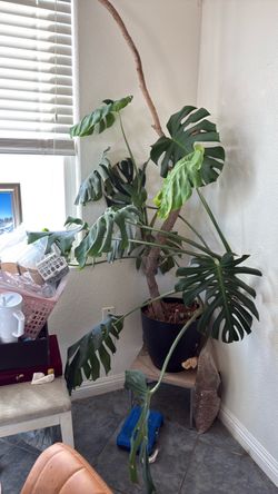 Monstera