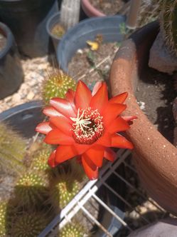 Cactus plant 🧡
