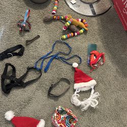 Everything you need for your dog