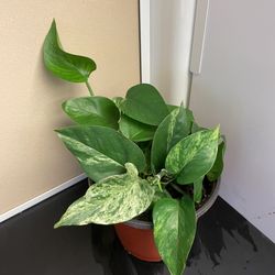 Green Pothos Plant 