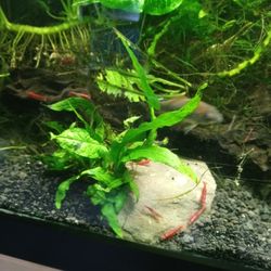 Fish Tanks 3x20 Long /3x10 Gallons And More...