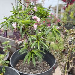 Bonsai Garden delight nectarine Tree