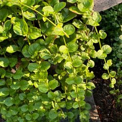 Plants