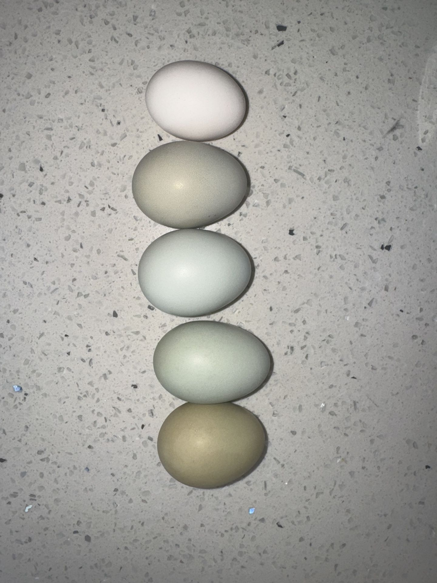 Easter Eggers Straight Run / Silkies Eggs