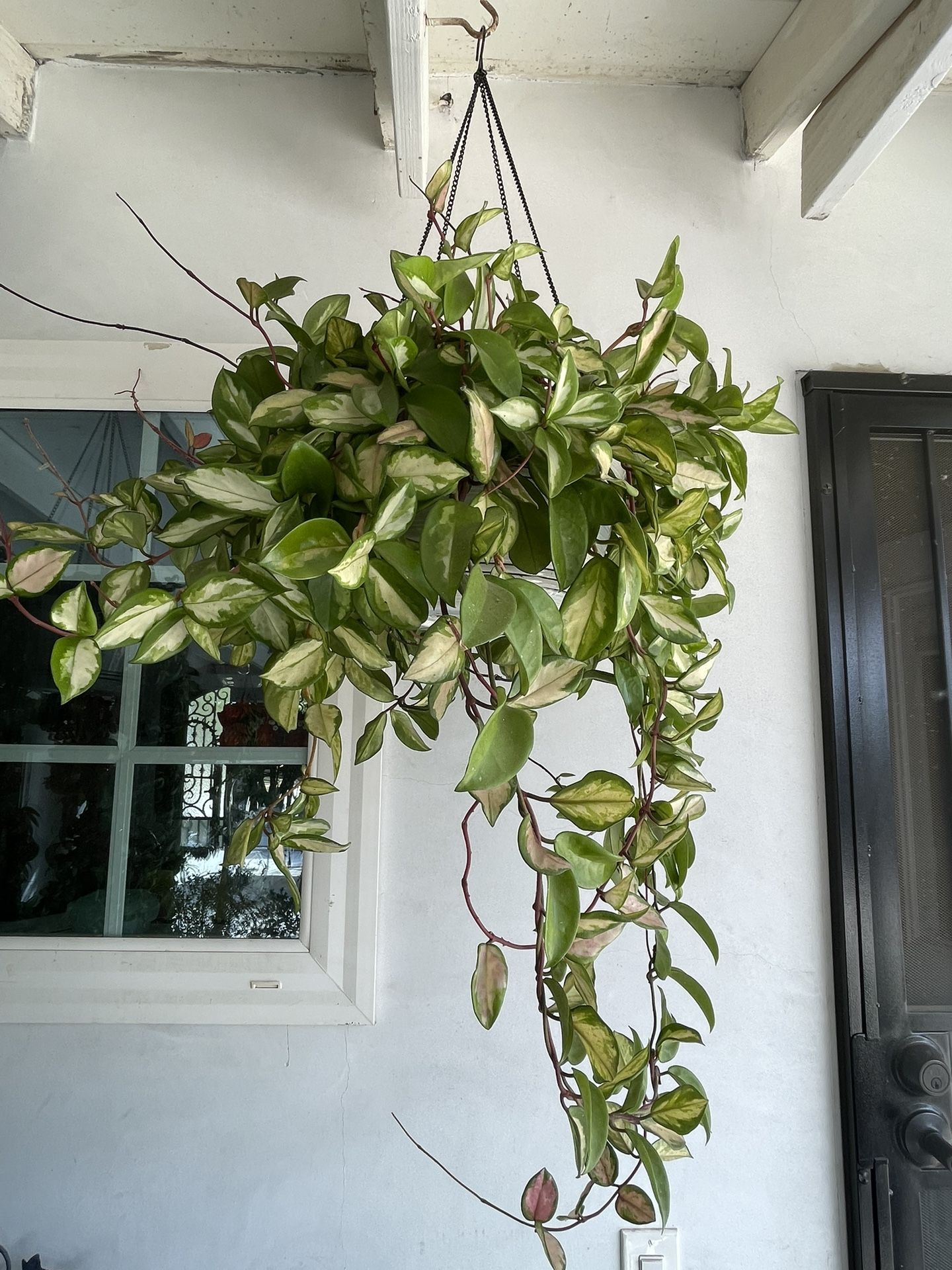 Hoya Plant