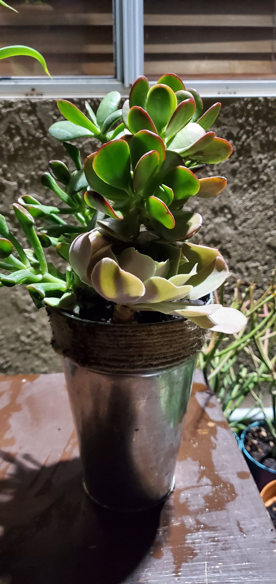 Succulents different plants in 1 pot