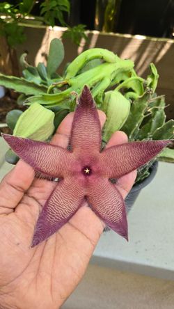 Free Star Fish plant - With any purchase