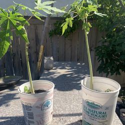 Papaya Plant 15$ Each