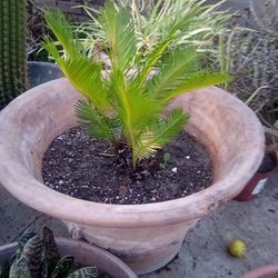 5 Plants In Pots For $20