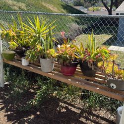 Free Succulents And Table 