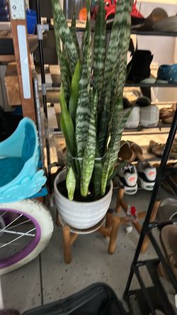 plant snake paolo