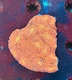 Fake - Corals