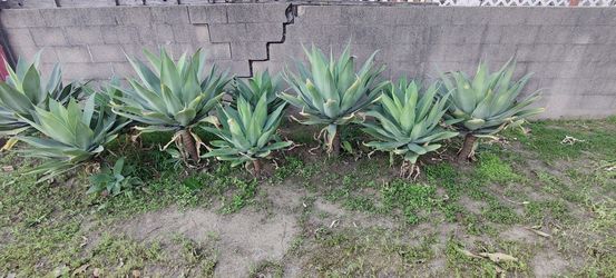16"-24" Foxtail Attenuata Agave In Potted Or Grow Bags
