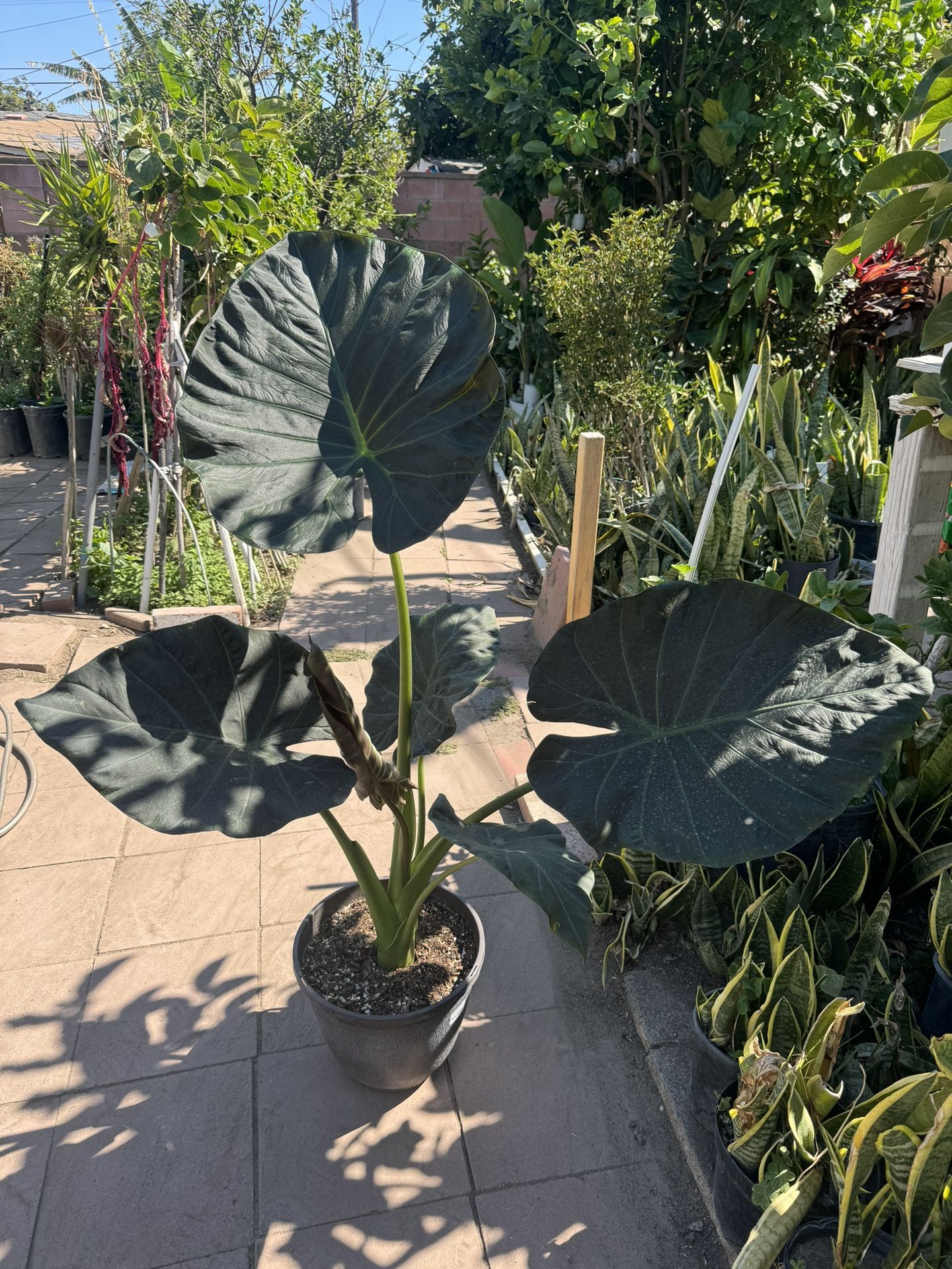 Elephant Ear 6 Leaves Almost 5ft