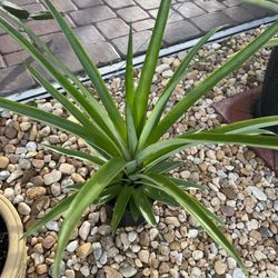 Big Pineapple Plant 🍍