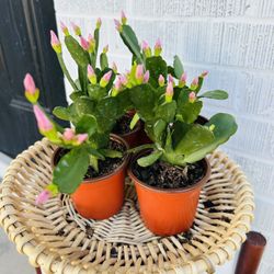 Pink Rose Spring Flowering Cactus  Plant Houseplant 4” Pot Succulent BLOOMING - 5 Each 