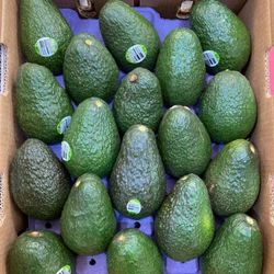 AVOCADOS - WHOLESALE - CHEESE FARM PRODUCE