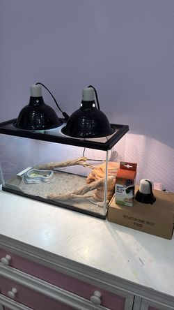 Bearded Dragon set up