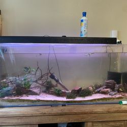 55 gallon acrylic tank + 20 gallon long glass with stand and etc.