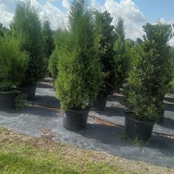 Cedar Trees 7 Ft Tall Delivered And Planted Great For Privacy
